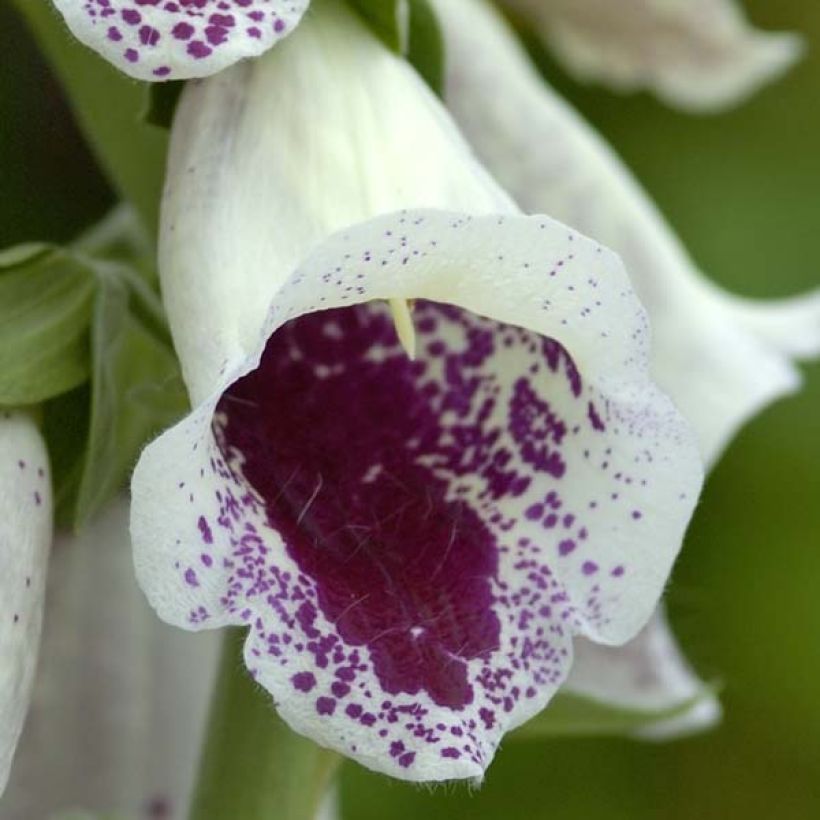 Digitalis purpurea Pam's Choice - Digitale rossa (Fioritura)