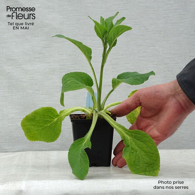 Digitalis purpurea Suttons Apricot - Digitale rossa Vasetto da 7/8 cm esemplare consegnato in primavera