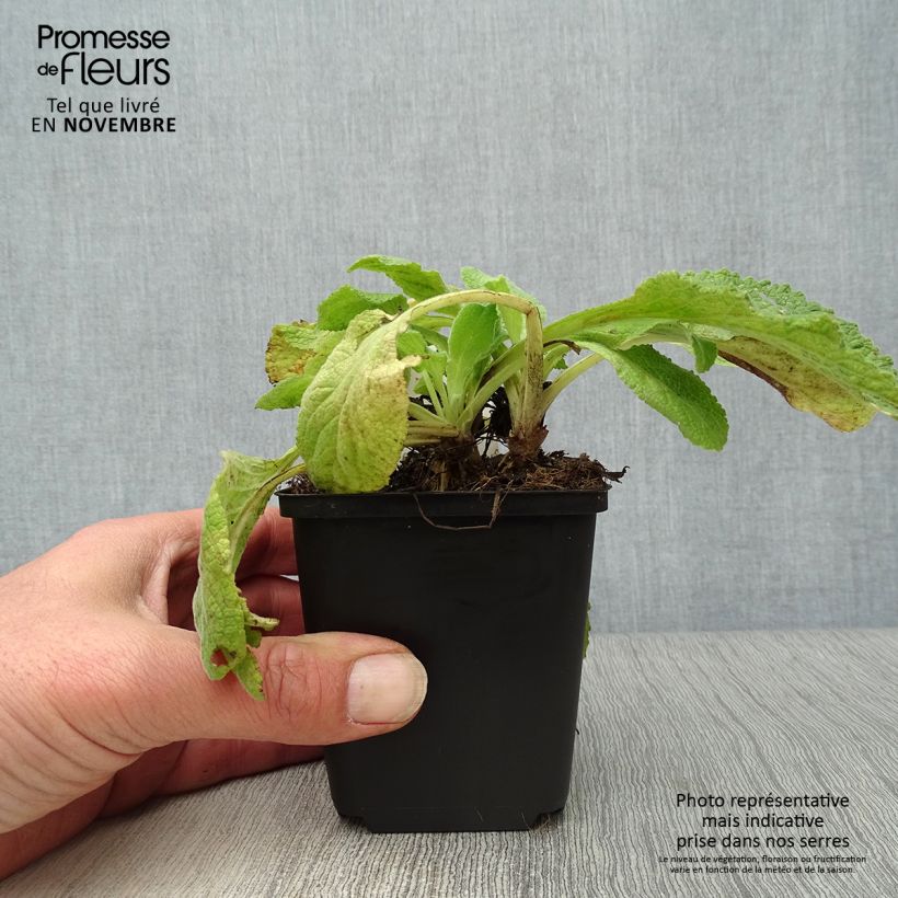 Esemplare di Digitalis purpurea Suttons Apricot - Digitale rossa Vasetto da 7/8 cm come consegnato in autunno
