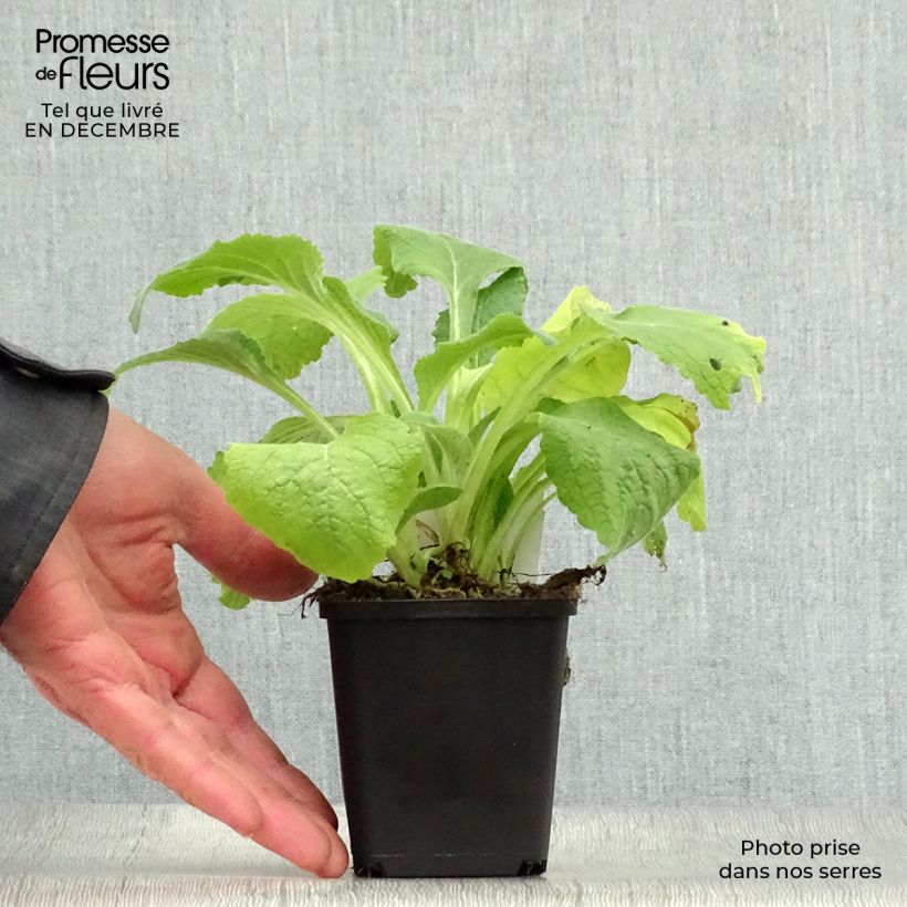 Digitalis purpurea Suttons Apricot - Digitale rossa Vasetto da 7/8 cm esemplare consegnato in inverno