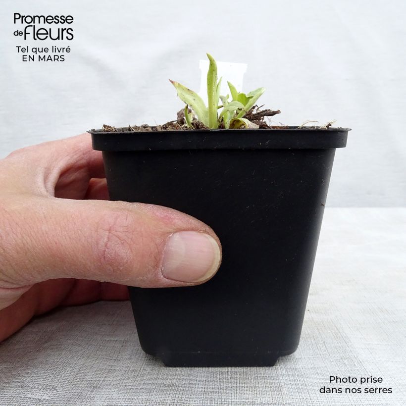 Digitalis grandiflora - Digitale gialla grande Vasetto da 8/9 cm esemplare consegnato in primavera