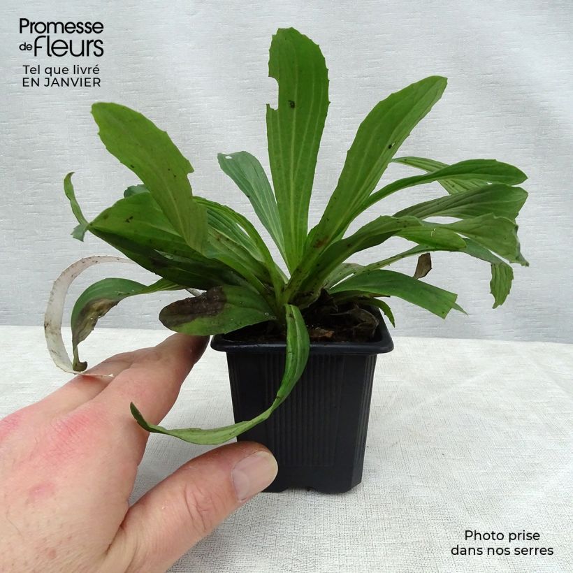 Digitalis ferruginea Gigantea - Digitale bruna Vasetto da 8/9 cm esemplare consegnato in inverno