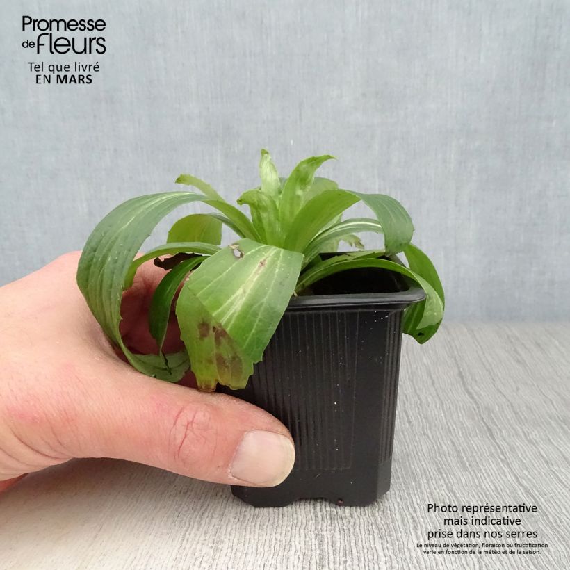 Digitalis ferruginea Gigantea - Digitale bruna Vasetto da 8/9 cm esemplare consegnato in primavera