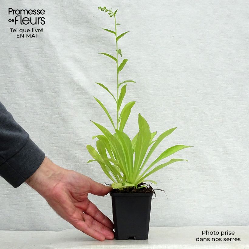 Digitalis lutea - Digitale gialla piccola Vasetto da 8/9 cm esemplare consegnato in primavera