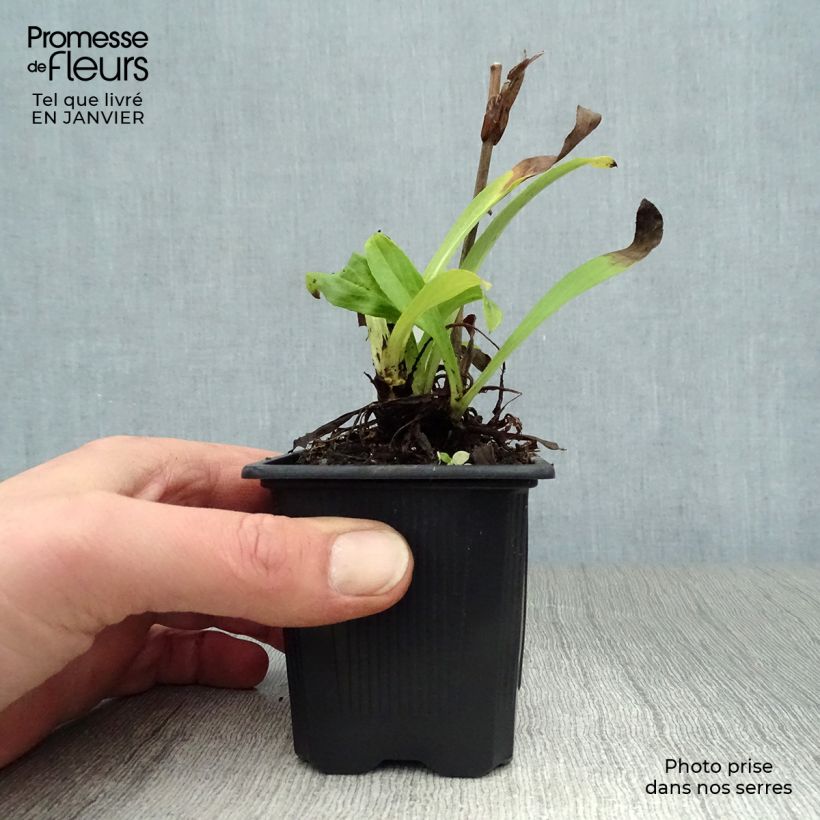 Digitalis lutea - Digitale gialla piccola Vasetto da 8/9 cm esemplare consegnato in inverno