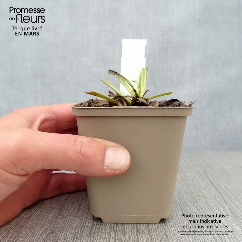 Digitalis laevigata Alba - Digitale Vasetto da 8/9 cm esemplare consegnato in primavera