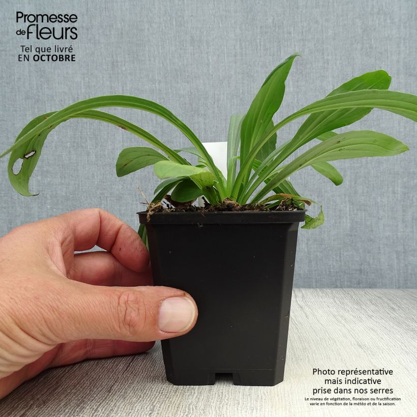 Esemplare di Digitalis lanata Café Crème - Digitale lanata Vasetto da 8/9 cm come consegnato in autunno