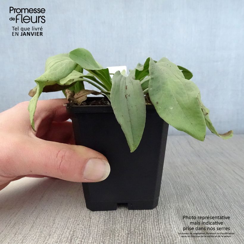 Digitalis lanata Café Crème - Digitale lanata Vasetto da 8/9 cm esemplare consegnato in inverno