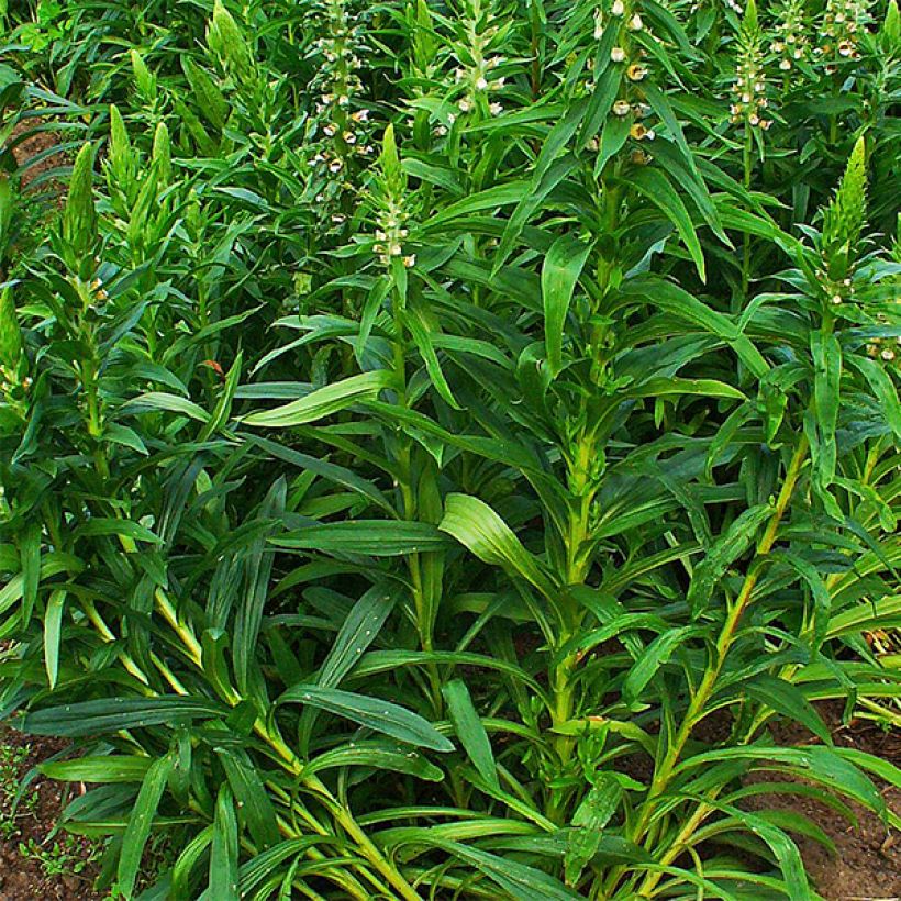 Digitalis lanata - Digitale lanata (Fogliame)