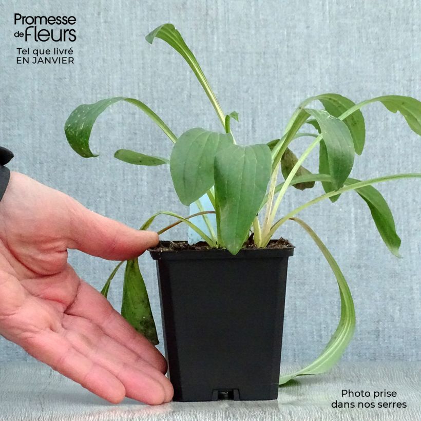 Digitalis lanata - Digitale lanata Vasetto da 8/9 cm esemplare consegnato in inverno