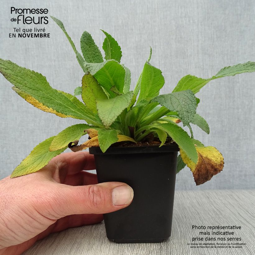 Esemplare di Digitalis purpurea - Digitale rossa Vasetto da 8/9 cm come consegnato in autunno