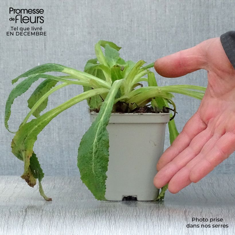 Digitalis purpurea - Digitale rossa Vasetto da 8/9 cm esemplare consegnato in inverno