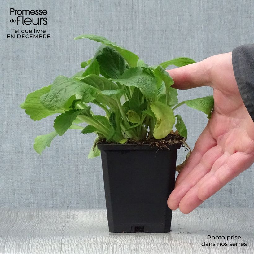 Digitalis purpurea Pam's Choice - Digitale rossa Vasetto da 8/9 cm esemplare consegnato in inverno