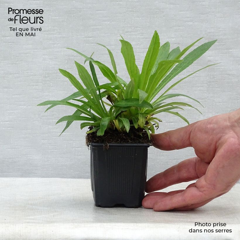 Digitalis Glory of Roundway - Digitale ibrido Vasetto da 8/9 cm esemplare consegnato in primavera