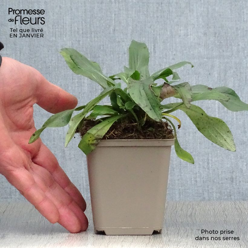 Digitalis Spice Island - Digitale ibrido Vasetto da 8/9 cm esemplare consegnato in inverno
