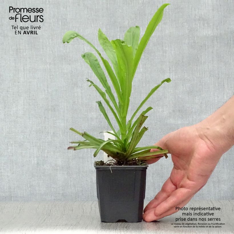 Digitalis Spice Island - Digitale ibrido Vasetto da 8/9 cm esemplare consegnato in primavera