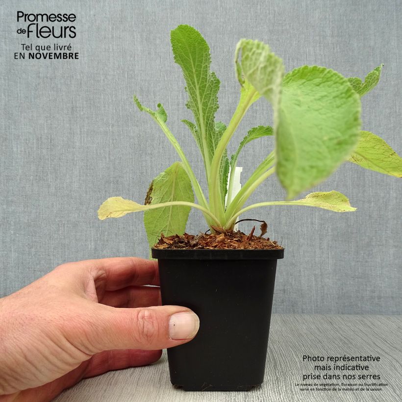 Esemplare di Digitalis purpurea Alba - Digitale rossa Vasetto da 8/9 cm come consegnato in autunno