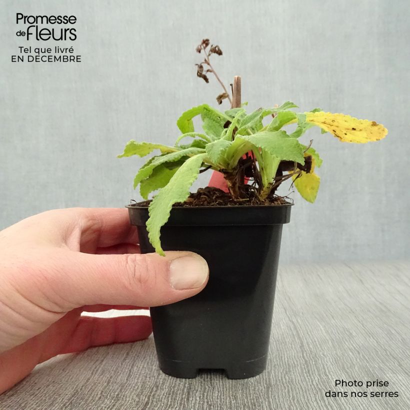 Digitalis purpurea Alba - Digitale rossa Vasetto da 8/9 cm esemplare consegnato in inverno