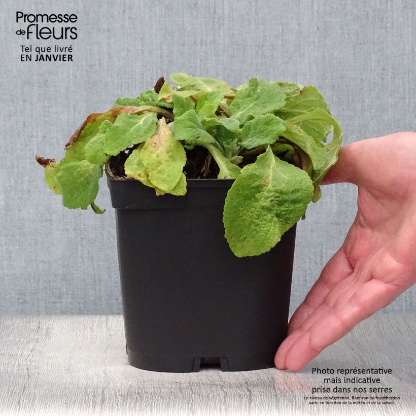 Digitalis purpurea Alba - Digitale rossa Vaso da 2L/3L esemplare consegnato in inverno