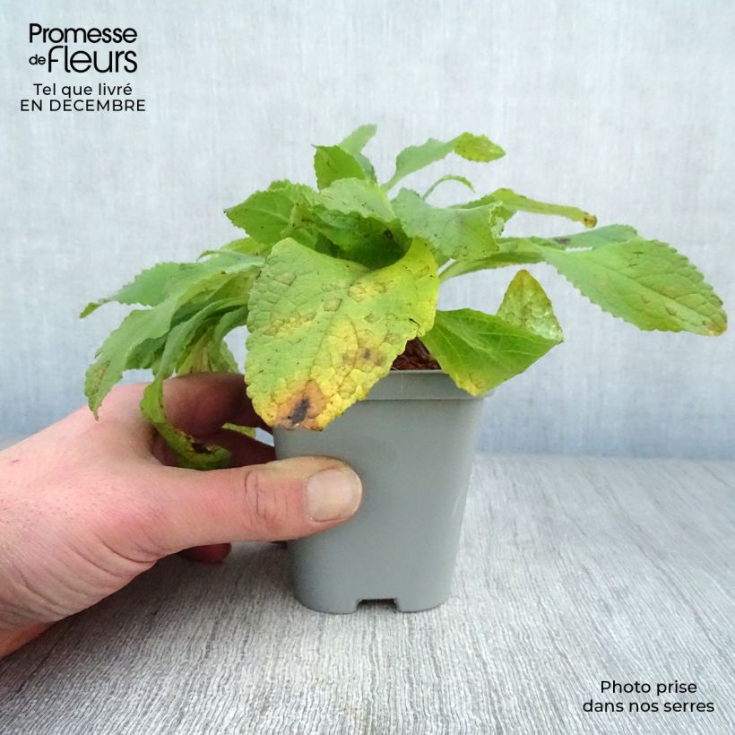 Digitalis purpurea Snow Thimble - Digitale rossa Vasetto da 8/9 cm esemplare consegnato in inverno