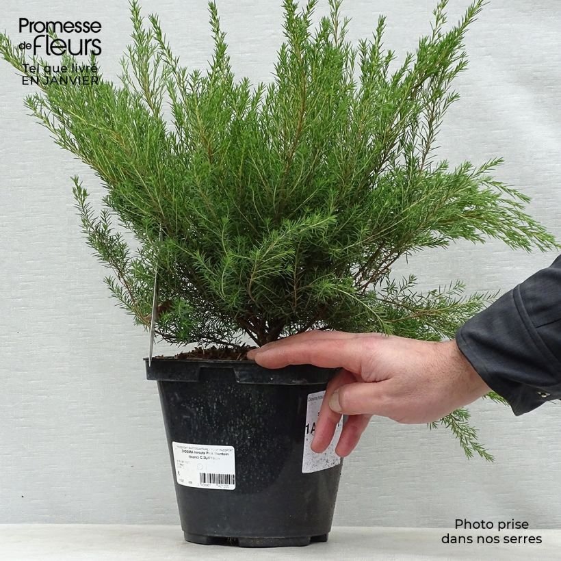 Diosma hirsuta Pink Fountain Vaso da 2L/3L esemplare consegnato in inverno