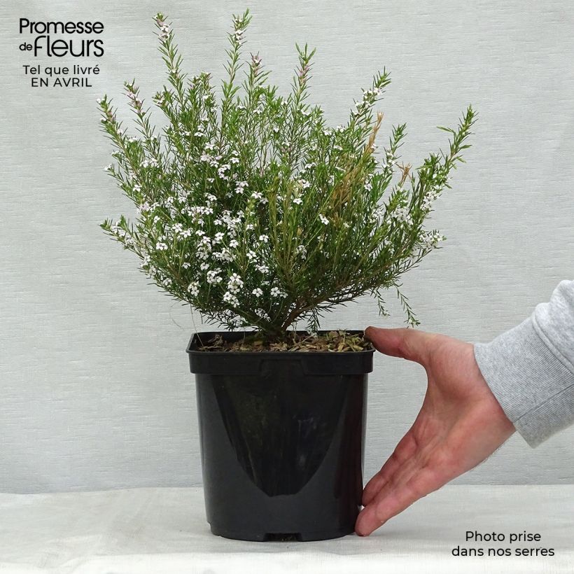 Diosma hirsuta Pink Fountain Vaso da 2L/3L esemplare consegnato in primavera