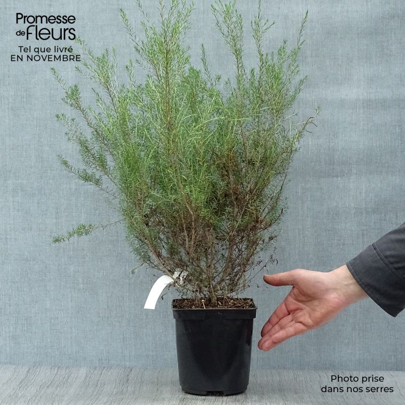 Esemplare di Diosma hirsuta Pink Fountain Vaso da 2L/3L come consegnato in autunno