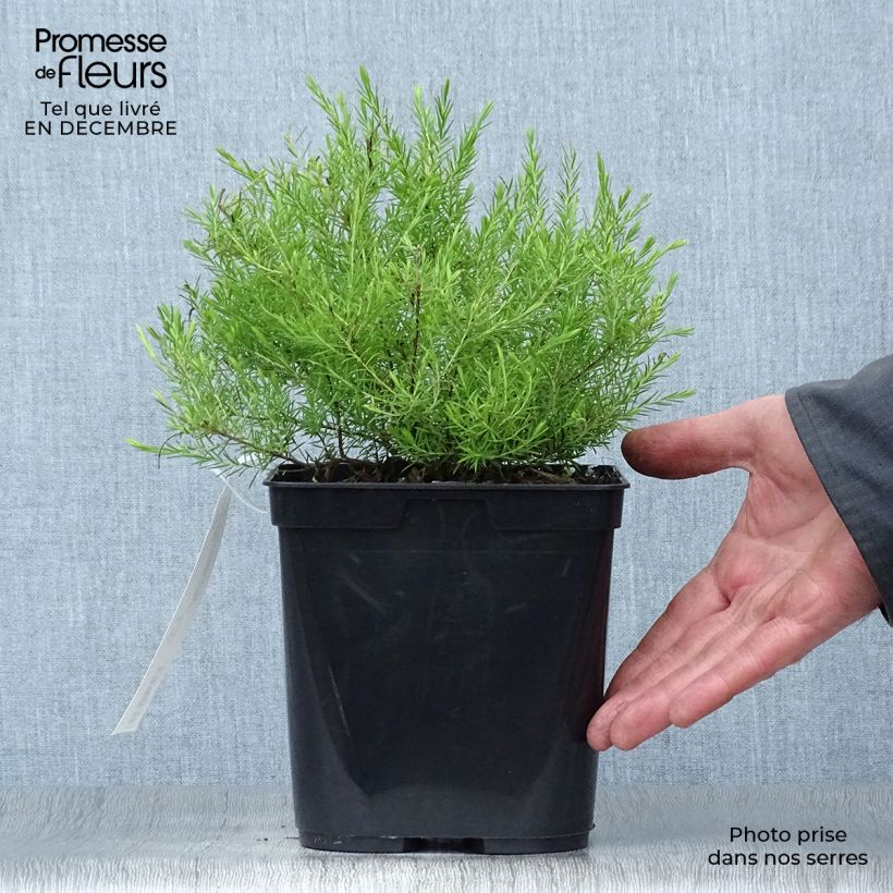 Diosma hirsuta Sunset Gold Vaso da 2L/3L esemplare consegnato in inverno