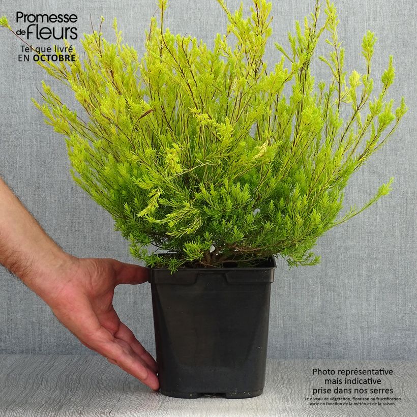 Esemplare di Diosma hirsuta Sunset Gold Vaso da 2L/3L come consegnato in autunno