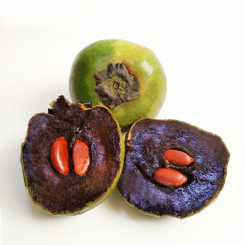 Diospyros digyna - Zapote nero (Raccolta)
