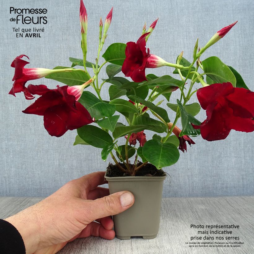 Dipladenia Diamantina Jade Red Vaso da 2L/3L esemplare consegnato in primavera