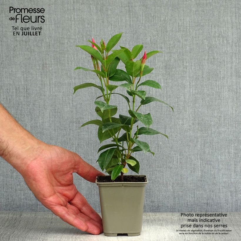 Esemplare di Dipladenia Diamantina Jade Rose Vaso da 2L/3L consegnato in estate