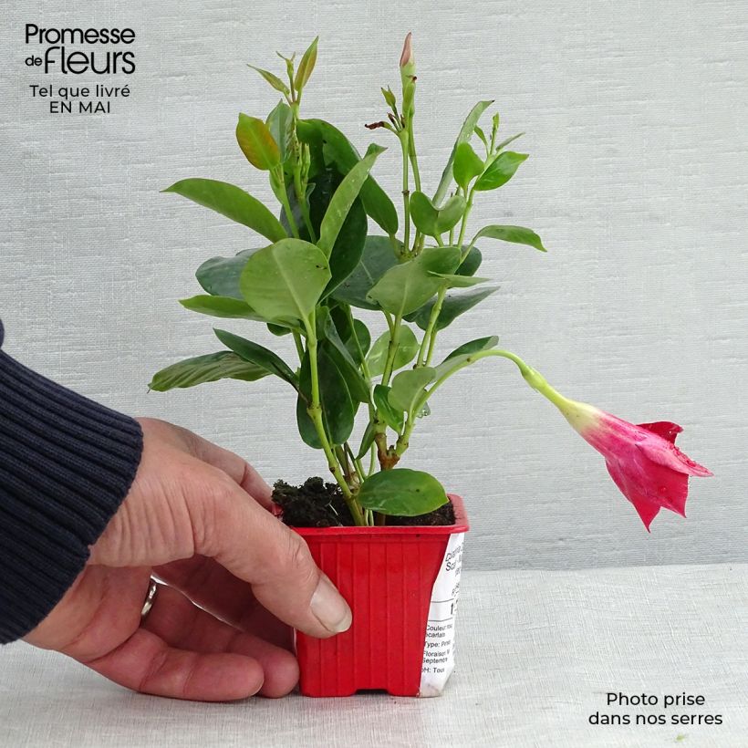 Dipladenia Diamantina Jade Scarlet Vasetto da 7/8 cm esemplare consegnato in primavera