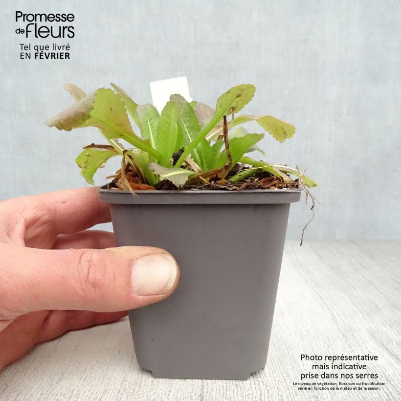 Dipsacus fullonum - Scardaccione selvatico Vasetto da 8/9 cm esemplare consegnato in inverno