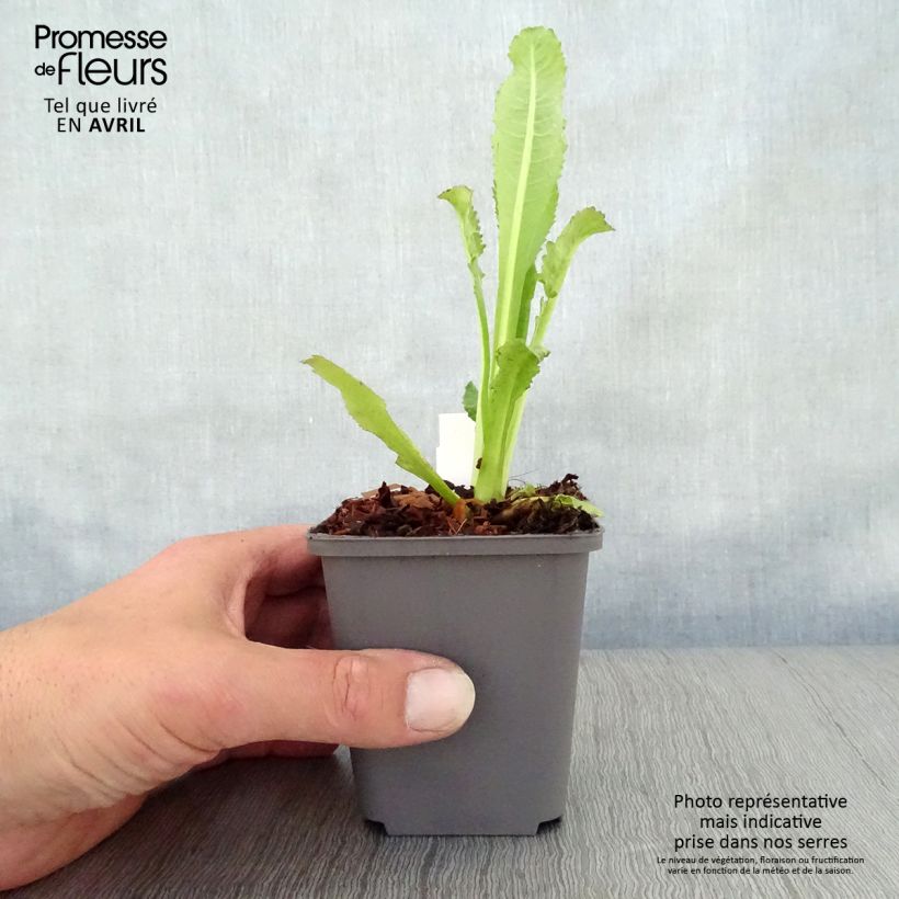 Dipsacus fullonum - Scardaccione selvatico Vasetto da 8/9 cm esemplare consegnato in primavera