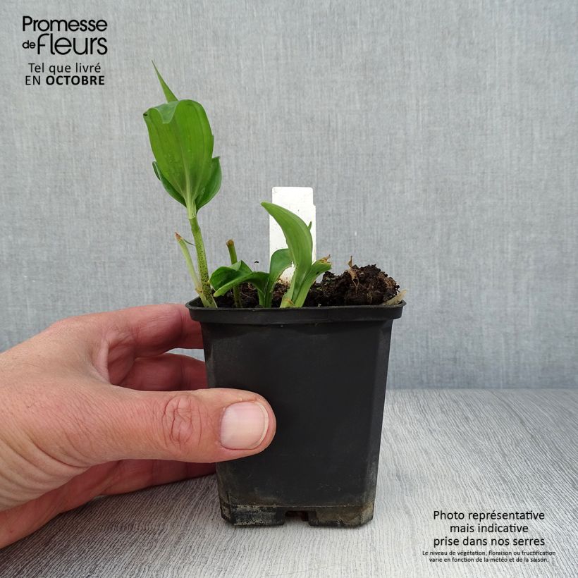 Esemplare di Disporopsis pernyi Vasetto da 8/9 cm come consegnato in autunno