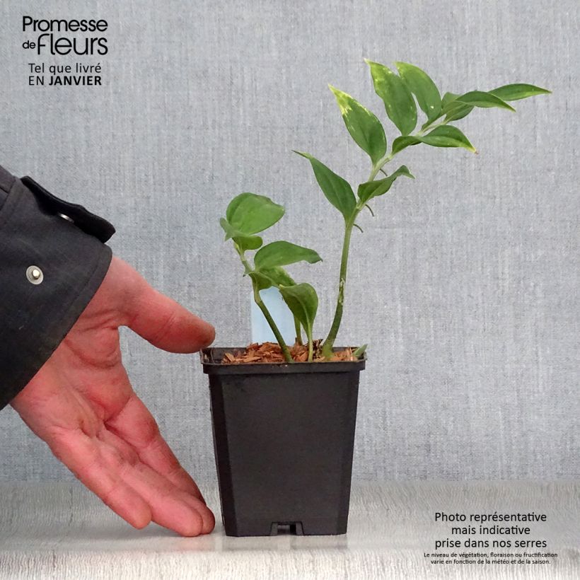 Disporopsis pernyi Vasetto da 8/9 cm esemplare consegnato in inverno