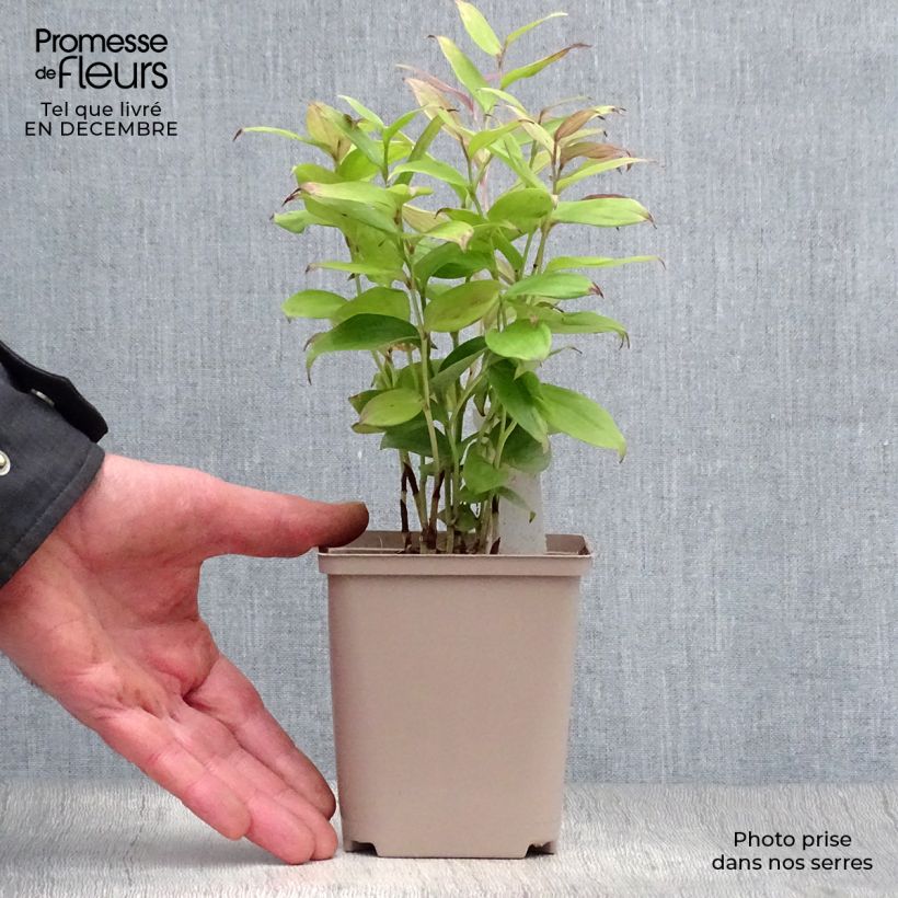 Disporum cantoniense Green Giant Vaso da Ø 10 cm/11 cm esemplare consegnato in inverno