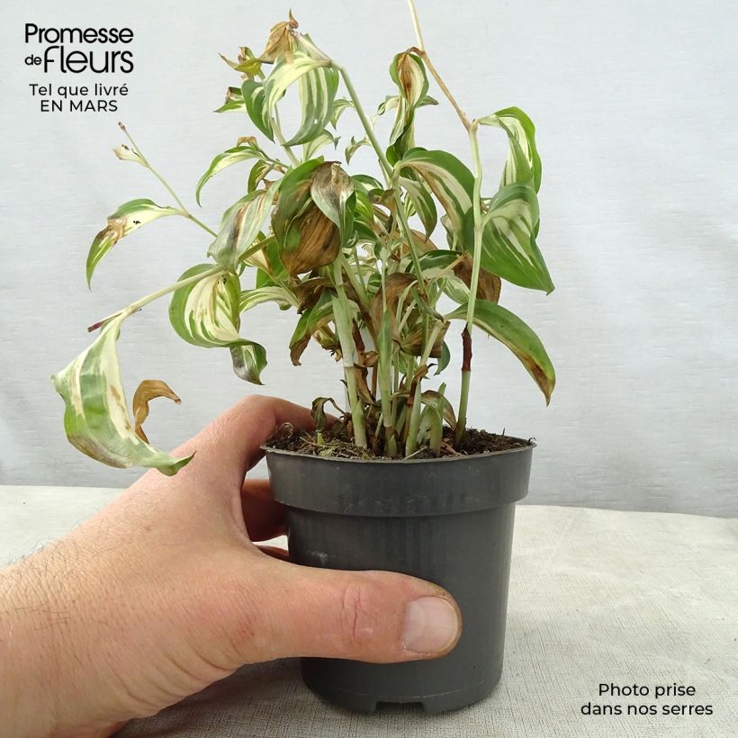 Disporum cantoniense Moonlight Vasetto da 8/9 cm esemplare consegnato in primavera