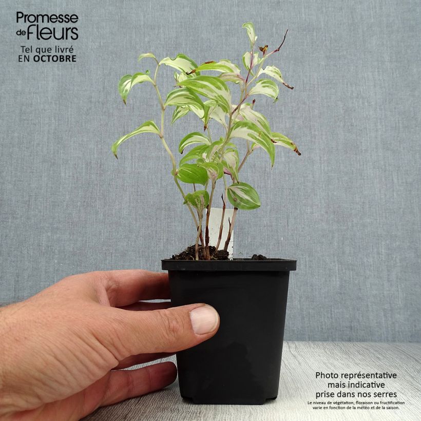 Esemplare di Disporum cantoniense Moonlight Vasetto da 8/9 cm come consegnato in autunno