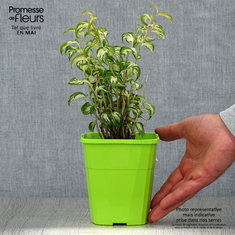 Disporum cantoniense Moonlight Vaso da 1,5L/2L esemplare consegnato in primavera