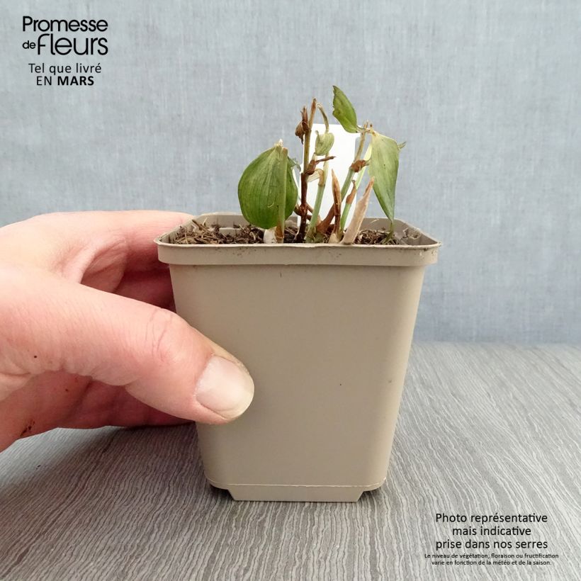 Disporum cantoniense Night Heron Vasetto da 8/9 cm esemplare consegnato in primavera