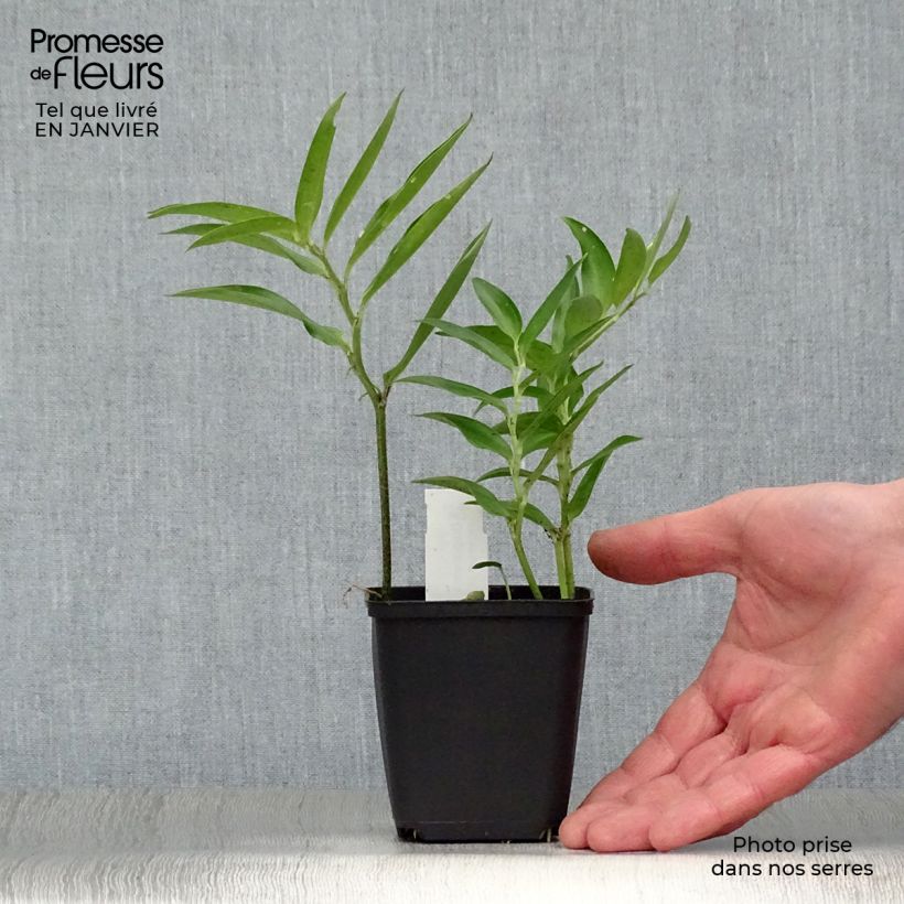 Disporum sessile Vasetto da 8/9 cm esemplare consegnato in inverno