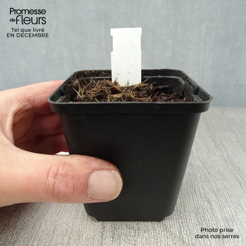 Disporum uniflorum Vasetto da 8/9 cm esemplare consegnato in inverno