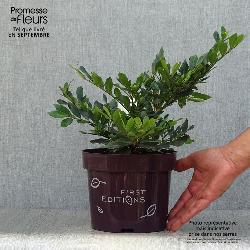 Esemplare di Distylium Coppertone Vaso da 2L/3L come consegnato in autunno