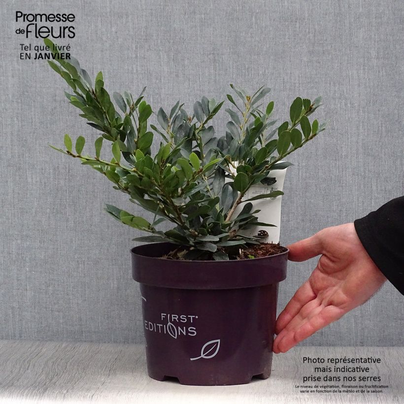 Distylium Coppertone Vaso da 2L/3L esemplare consegnato in inverno