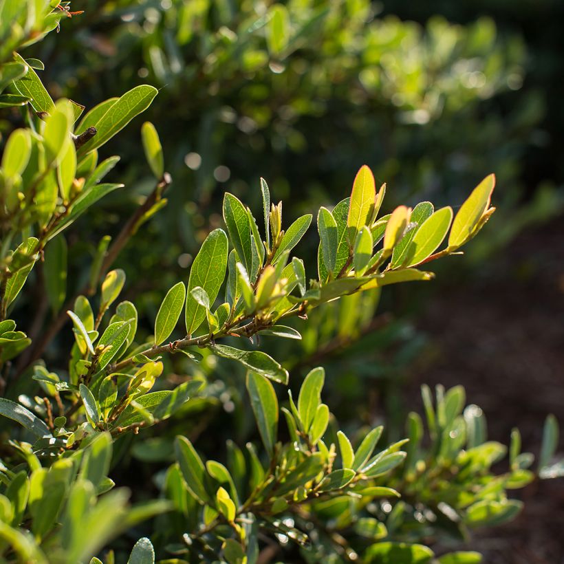 Distylium Swing Low (Fogliame)