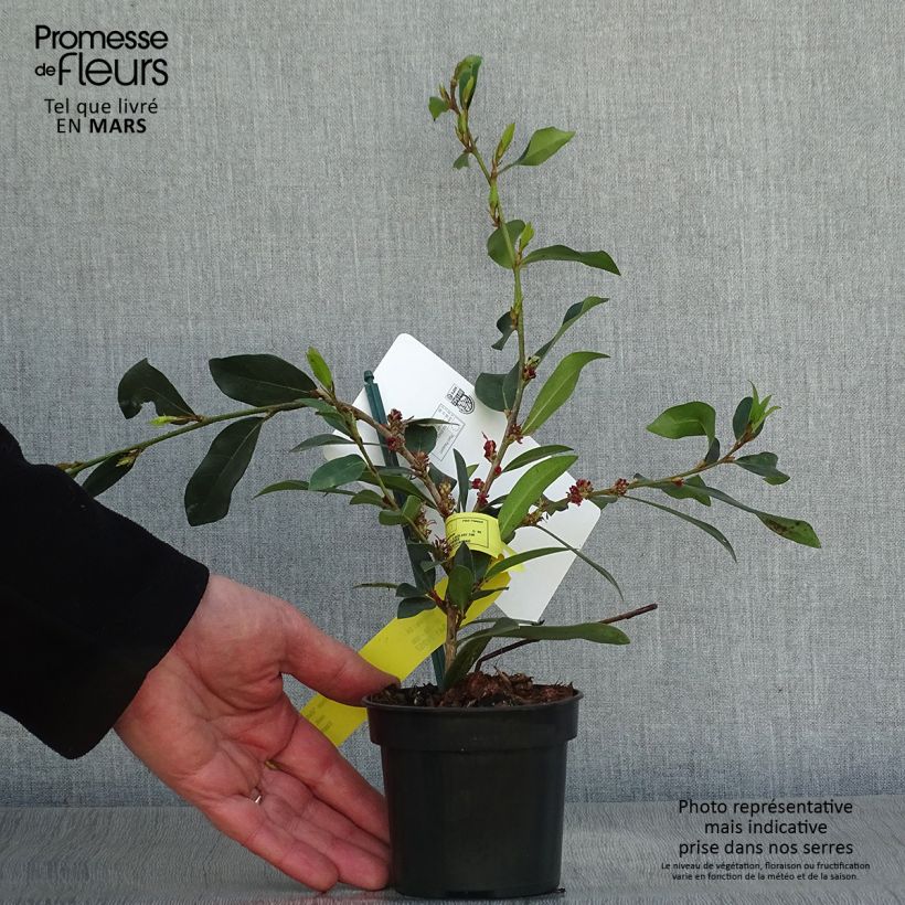 Distylium Vintage Jade Vasetto da 8/9 cm esemplare consegnato in primavera