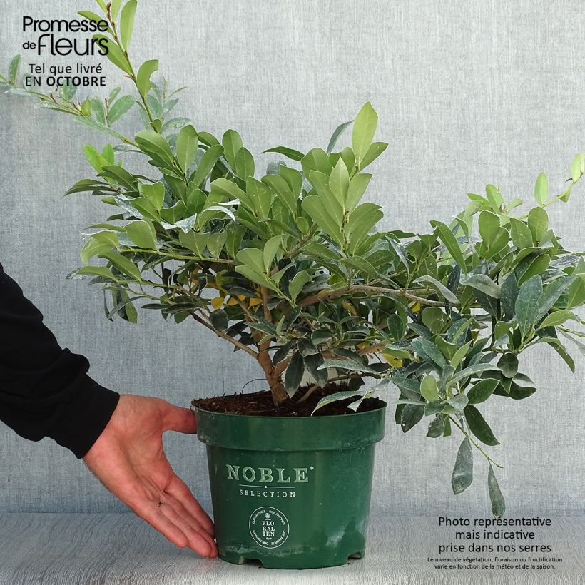 Esemplare di Distylium Blue Cascade Vaso da 4L/5L come consegnato in autunno