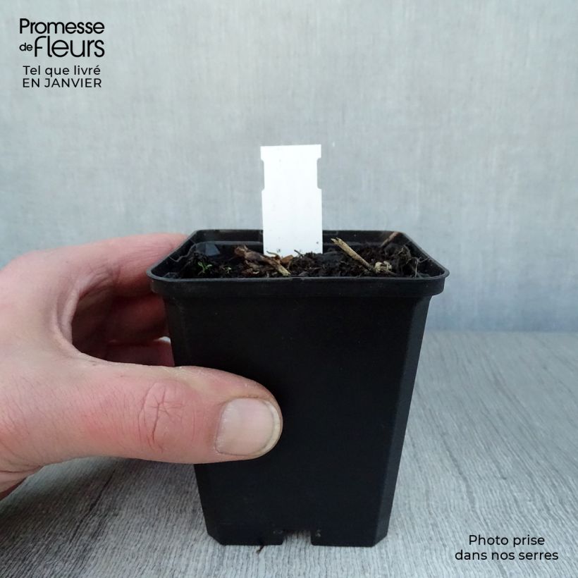 Dodecatheon jeffreyi Rotlicht Vasetto da 8/9 cm esemplare consegnato in inverno